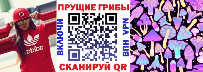как найти   Кемь  Галлюциногенные грибы Psilocybine cubensis 